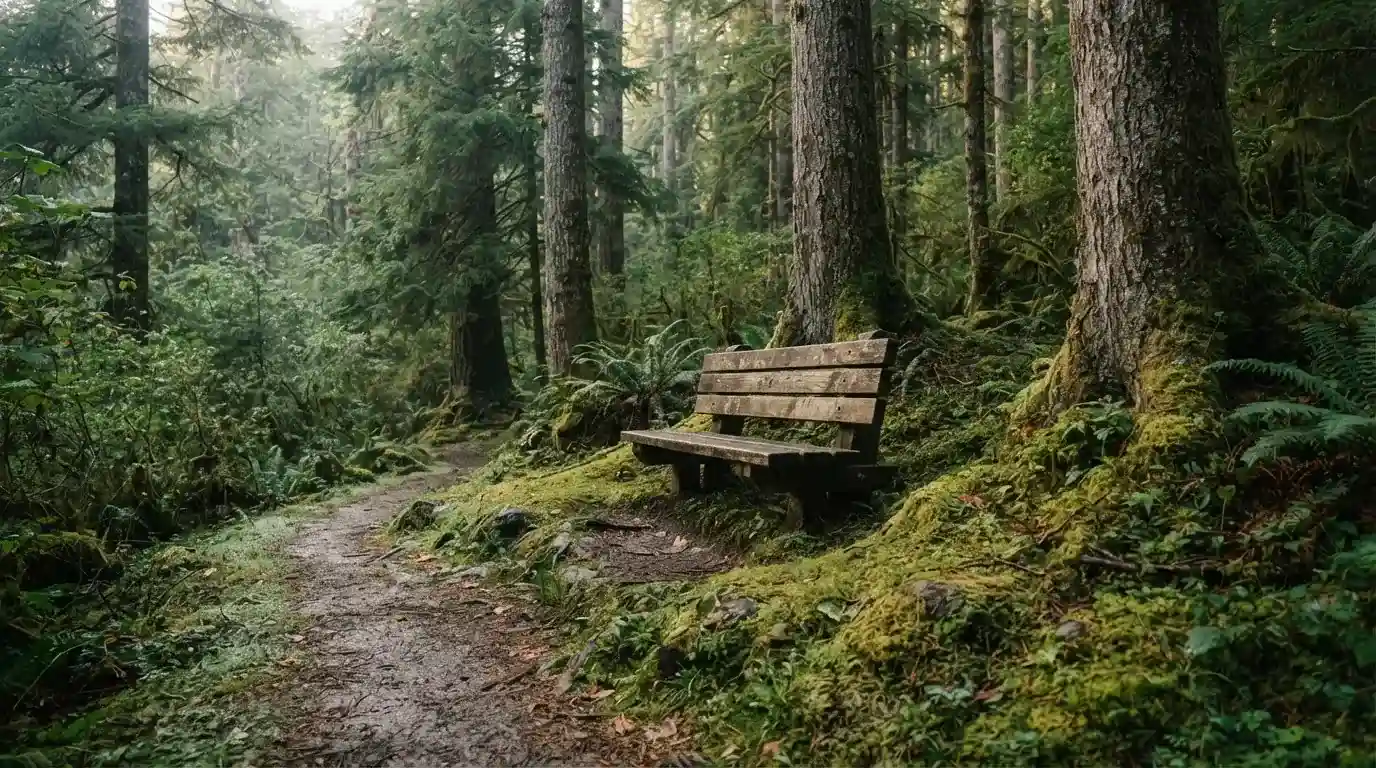 Holzbank an einem Waldweg zwischen Tannen